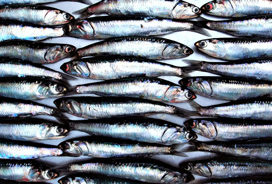 pesca-anchoveta.jpg