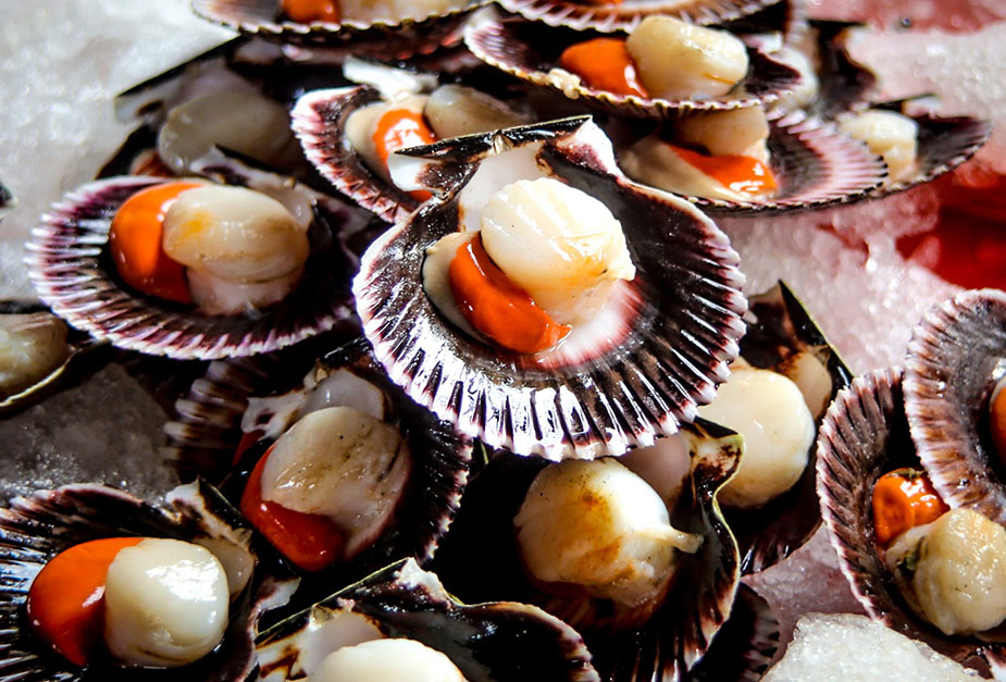 pesca-concha-abanico.jpg